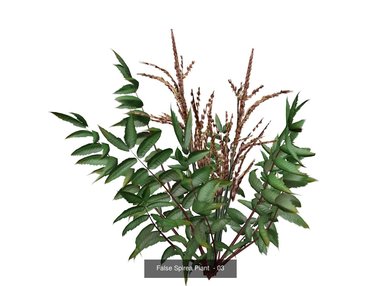 False Spirea Plants 3D Model Collection_4