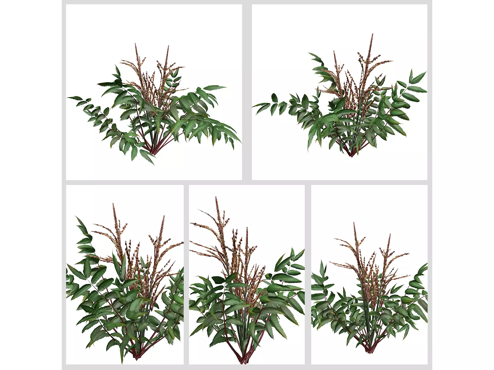 False Spirea Plants 3D Model Collection_0