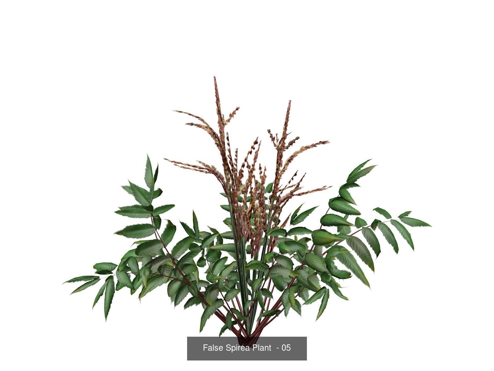False Spirea Plants 3D Model Collection_6