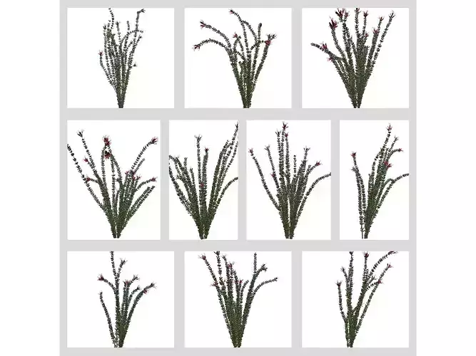 Ocotillo Plants 3D Model Collection
