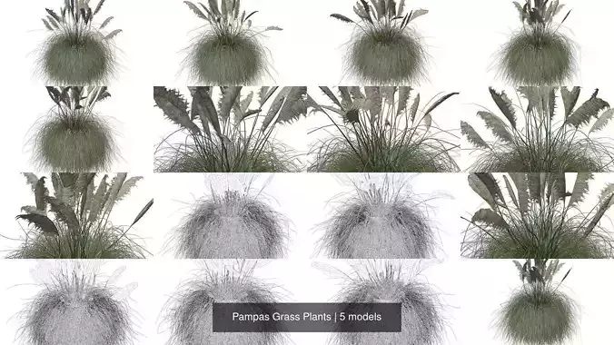 Pampas Grass Plants