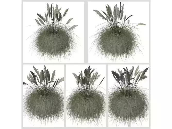 Pampas Grass Plants