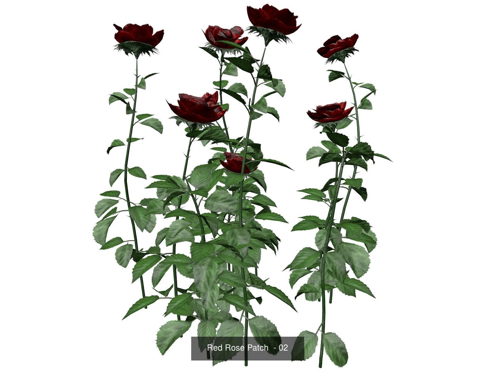 Red Rose Patches 3D Model Collection_3