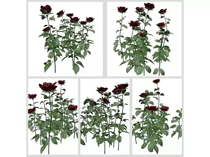 Red Rose Patches 3D Model Collection