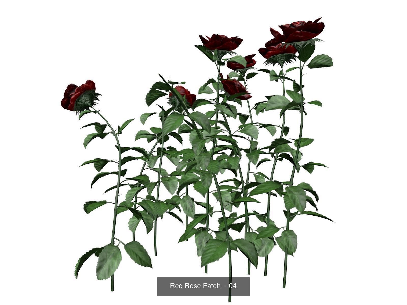 Red Rose Patches 3D Model Collection_5
