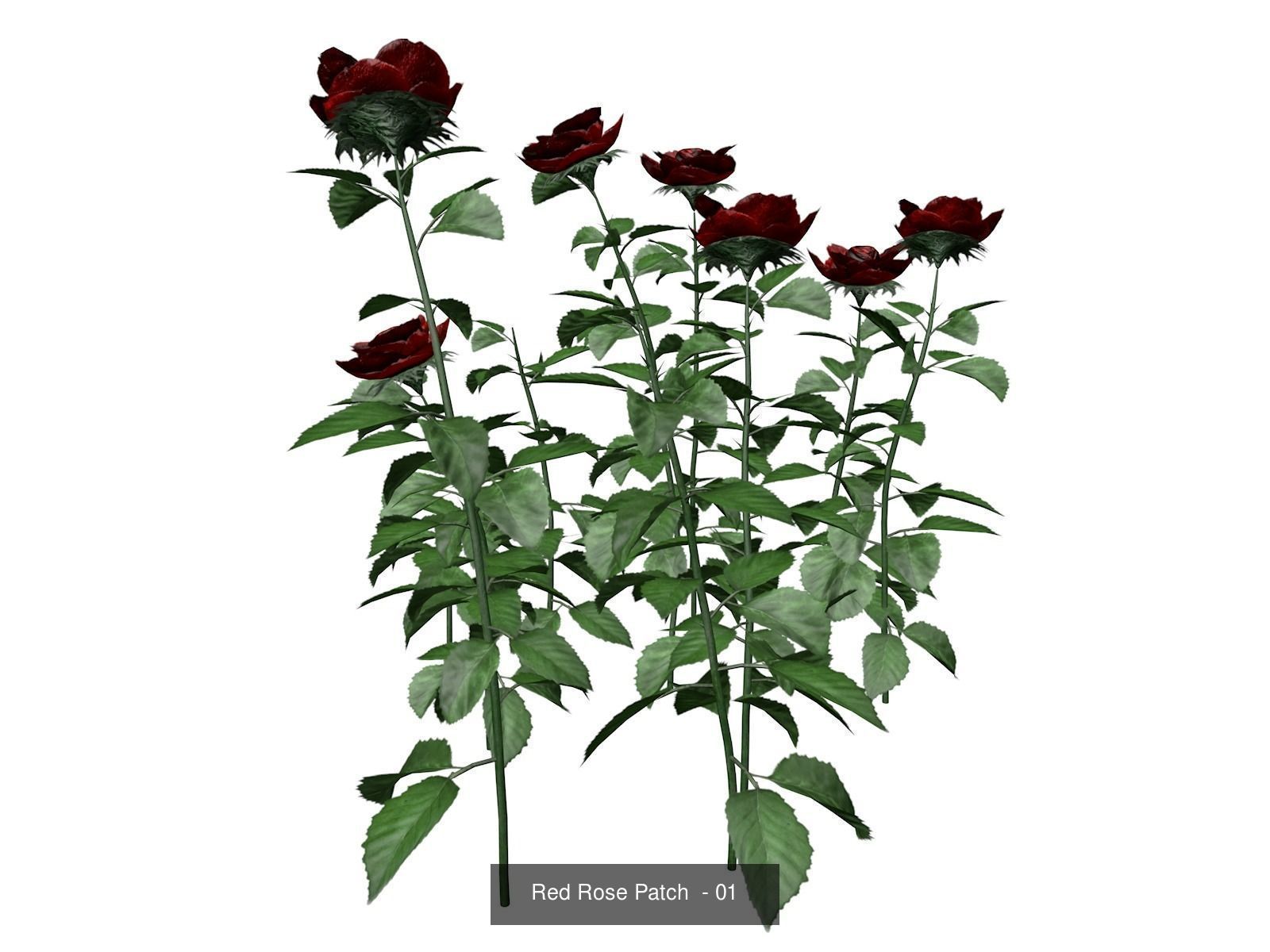 Red Rose Patches 3D Model Collection_2