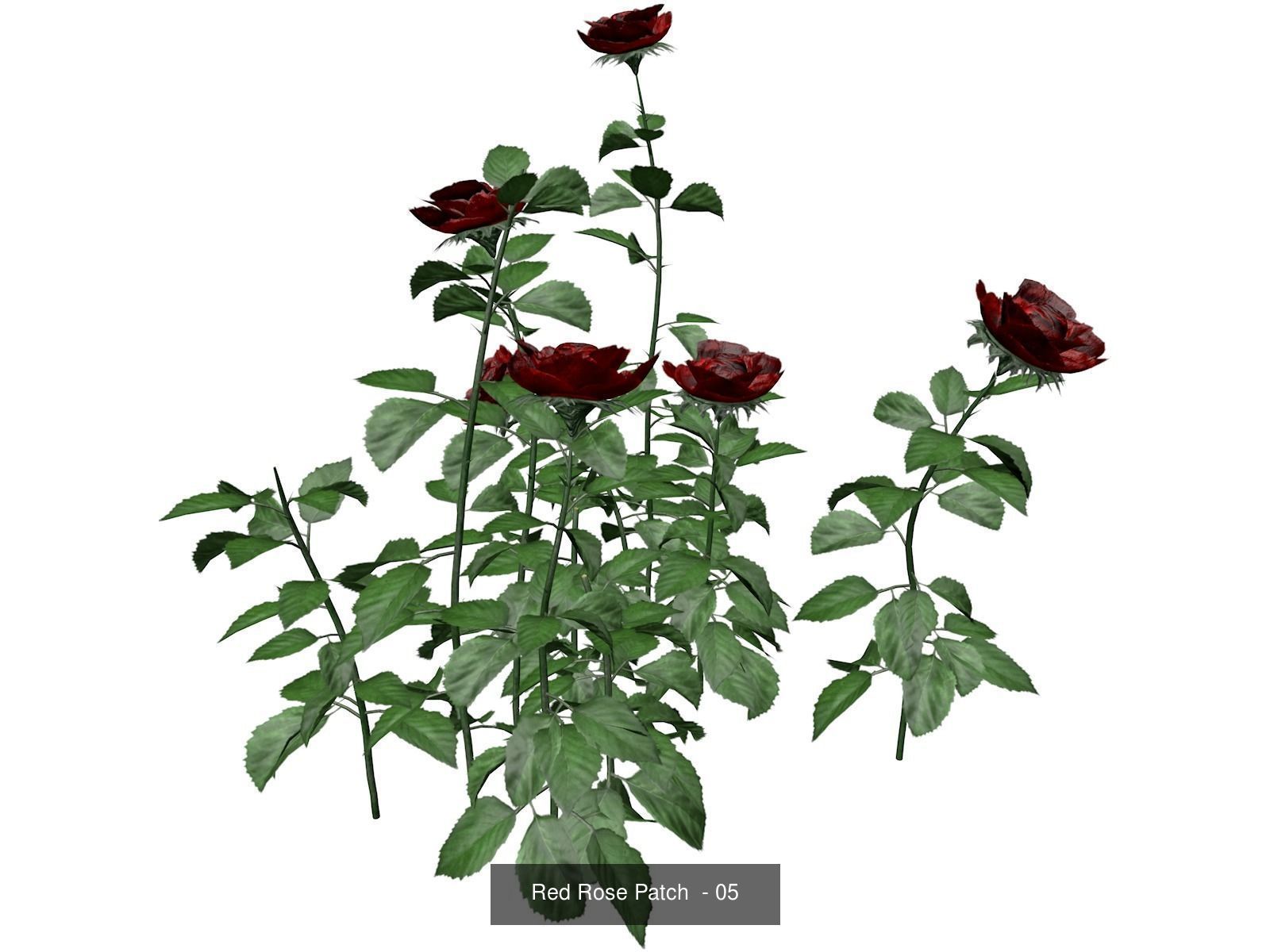 Red Rose Patches 3D Model Collection_6