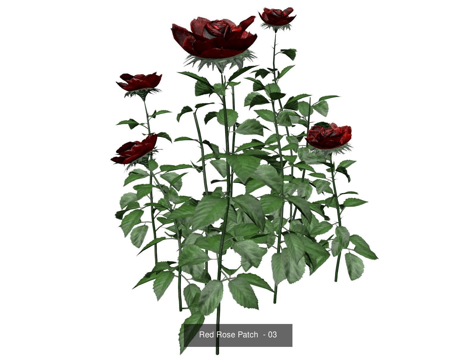 Red Rose Patches 3D Model Collection_4