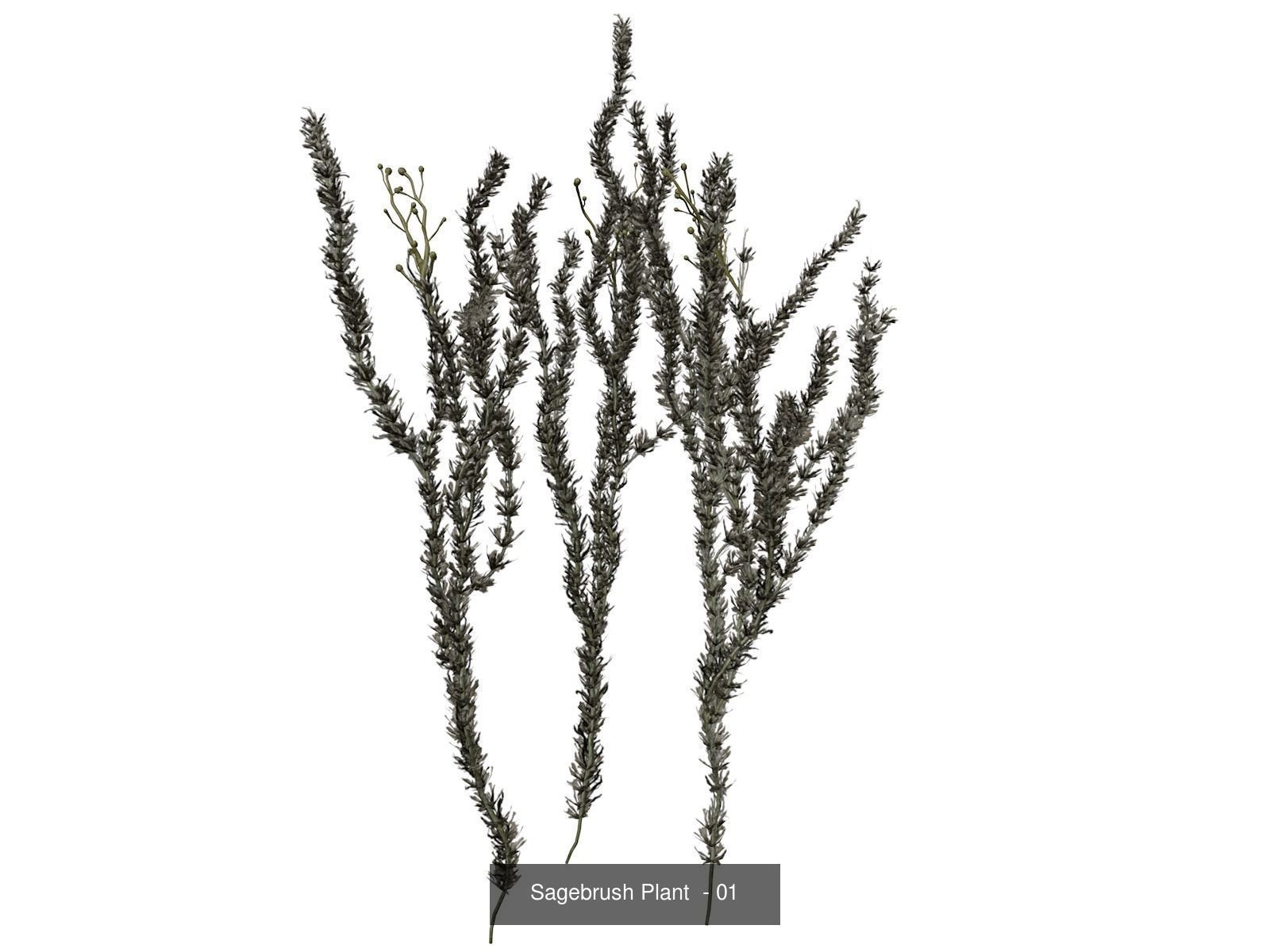 Sagebrush Plants 3D Model Collection_2