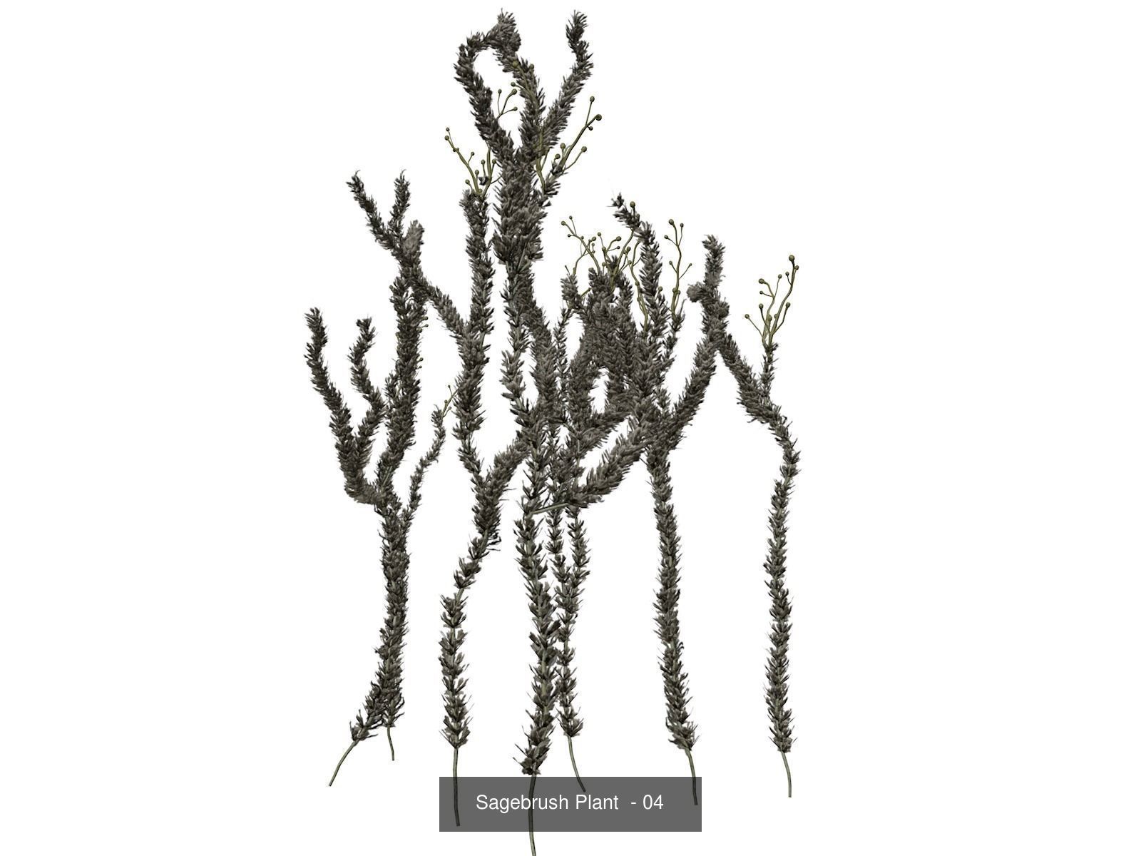 Sagebrush Plants 3D Model Collection_5