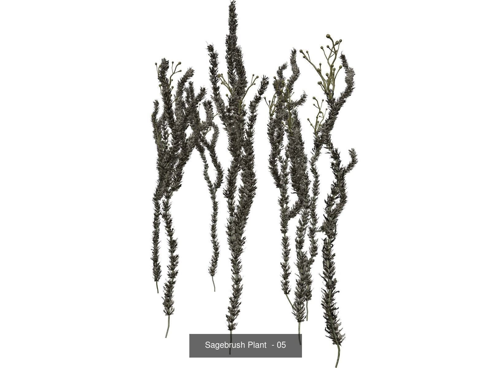 Sagebrush Plants 3D Model Collection_6