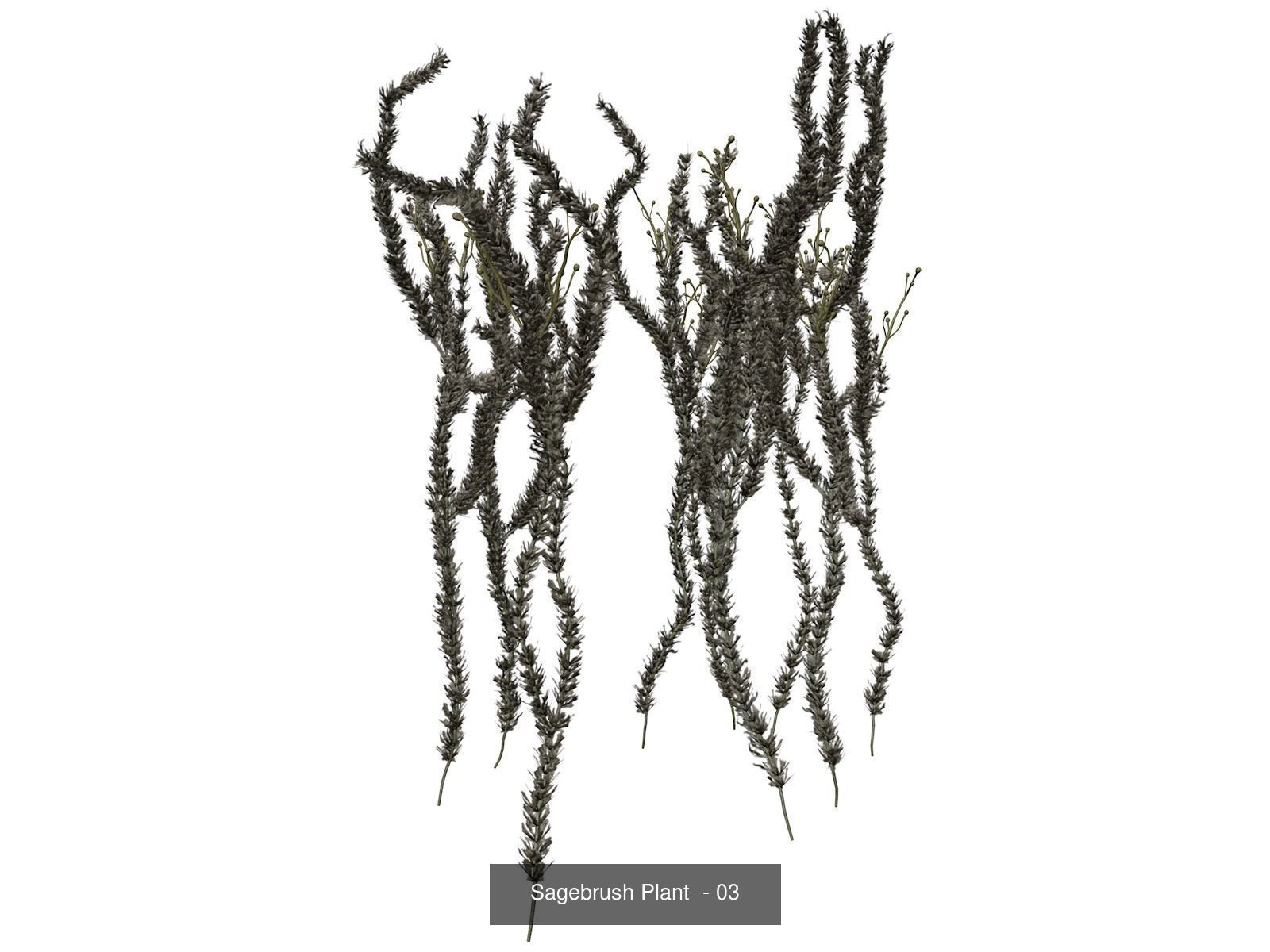 Sagebrush Plants 3D Model Collection_4