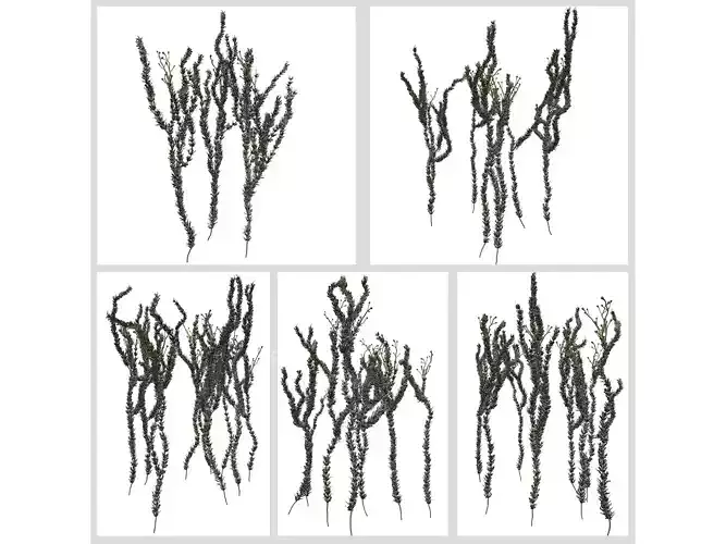 Sagebrush Plants 3D Model Collection
