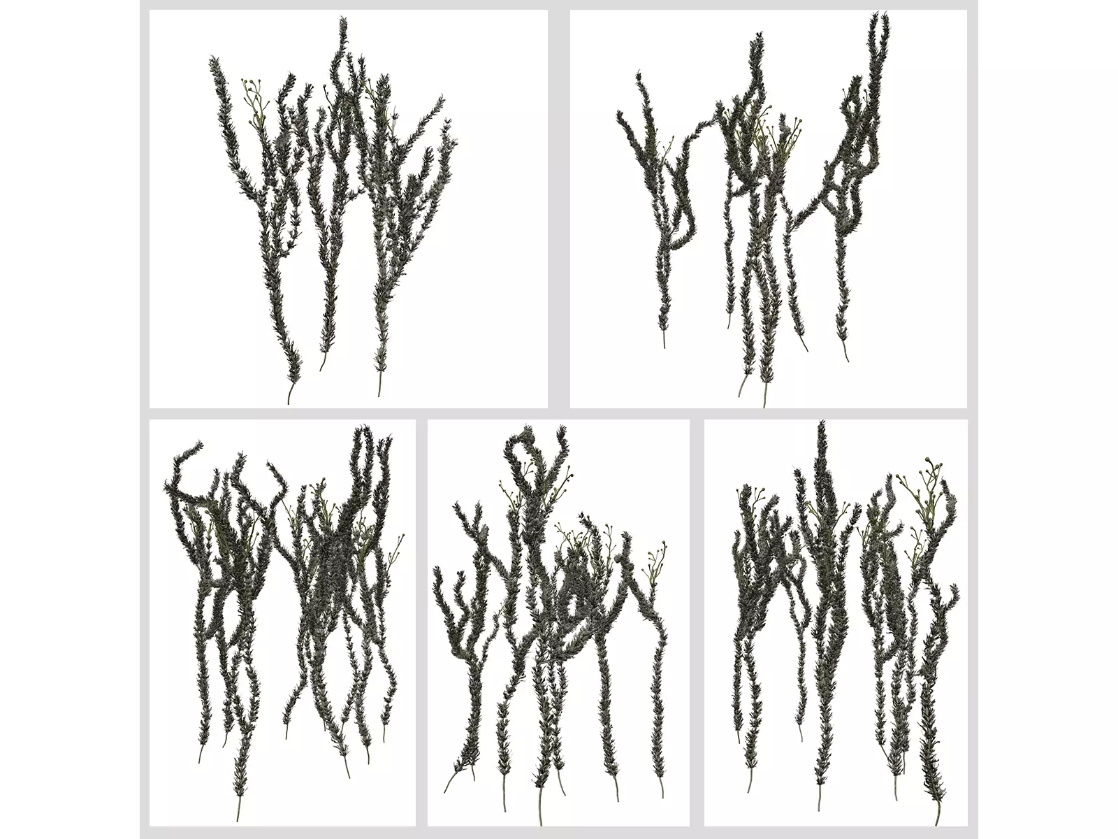 Sagebrush Plants 3D Model Collection_0