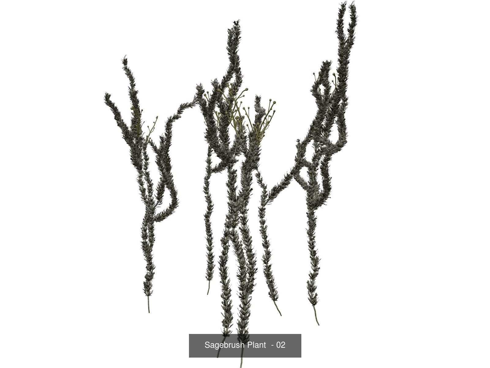 Sagebrush Plants 3D Model Collection_3