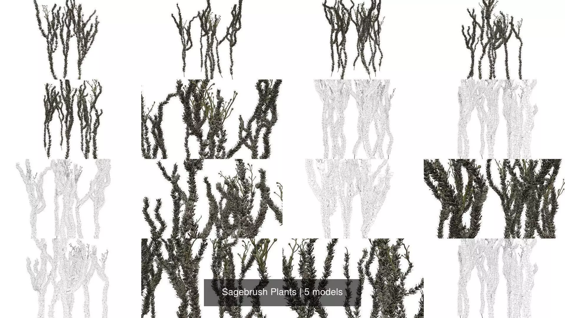 Sagebrush Plants 3D Model Collection_1