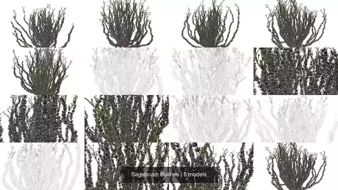 Sagebrush Bushes