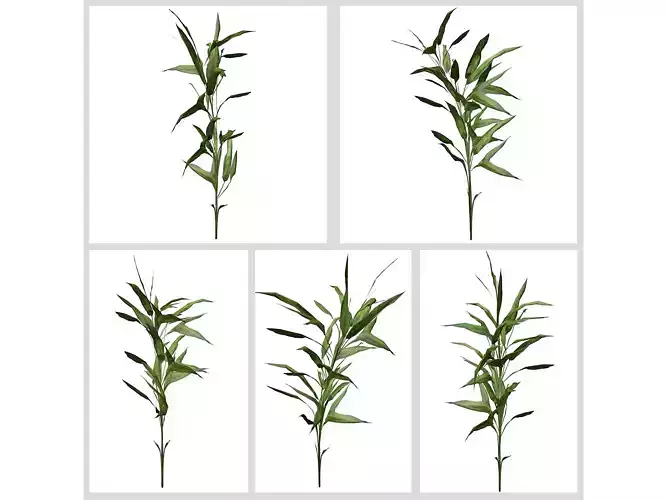 Switchcane Plants 3D Model Collection
