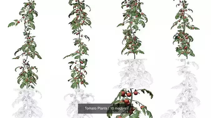 Tomato Plants