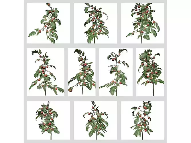 Tomato Plants