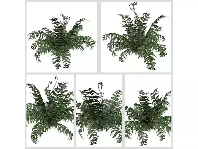 Western Sword Fern Plants