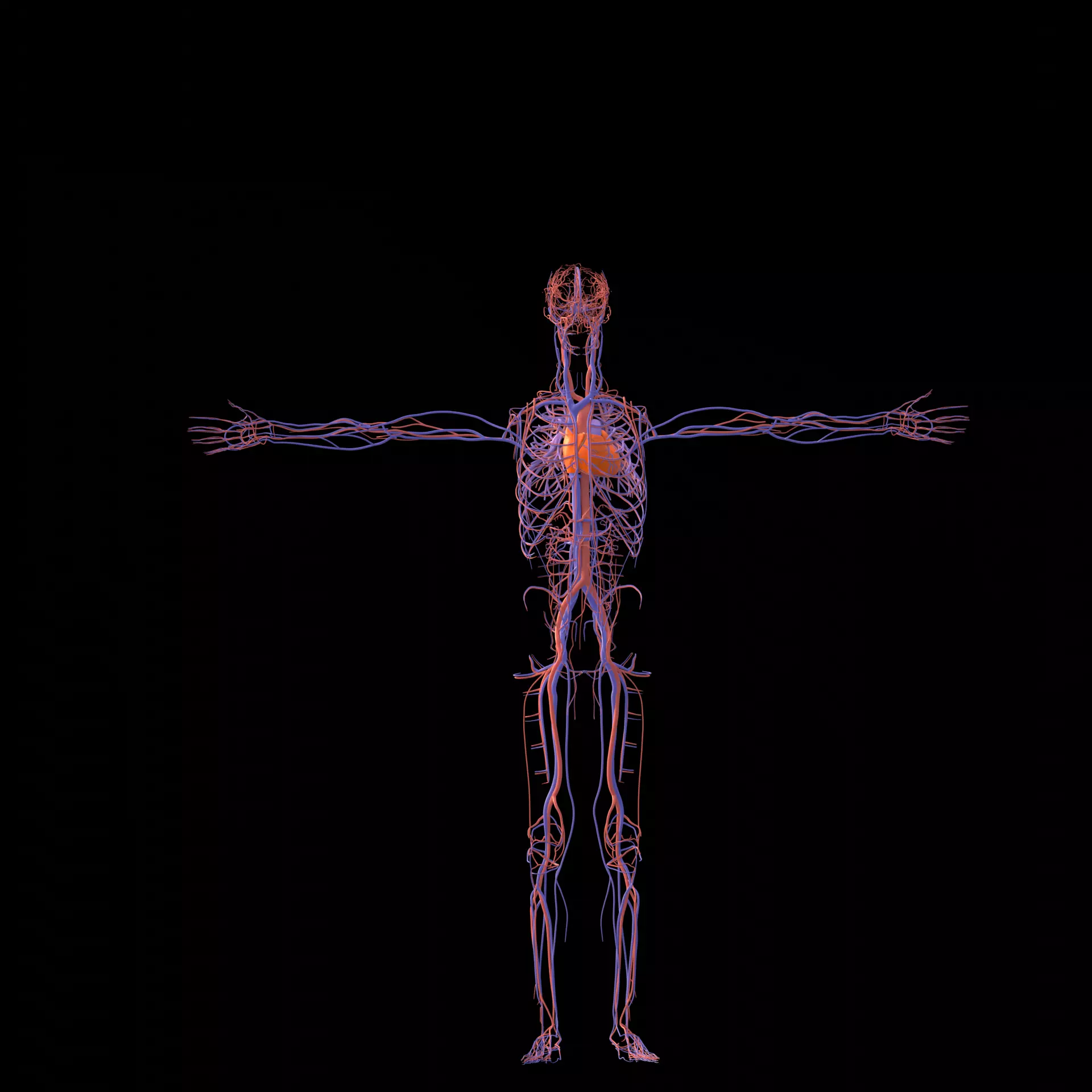 Male Human Body Vascular System 3D model