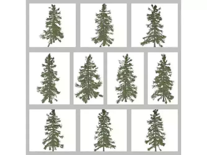 Alaska Cedar Trees 3D Model Collection