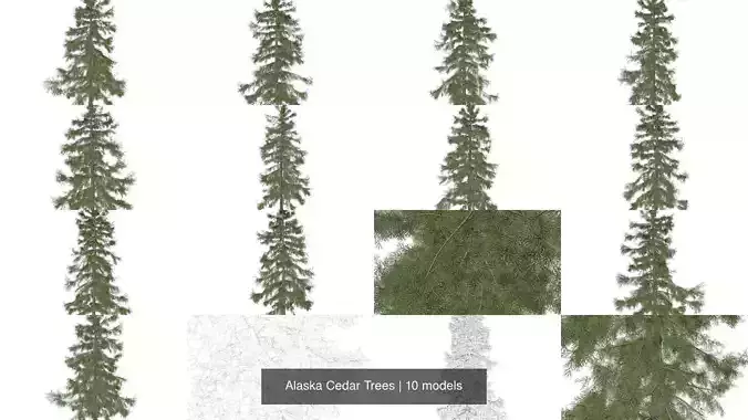 Alaska Cedar Trees