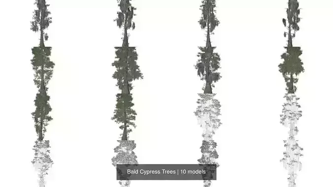 Bald Cypress Trees