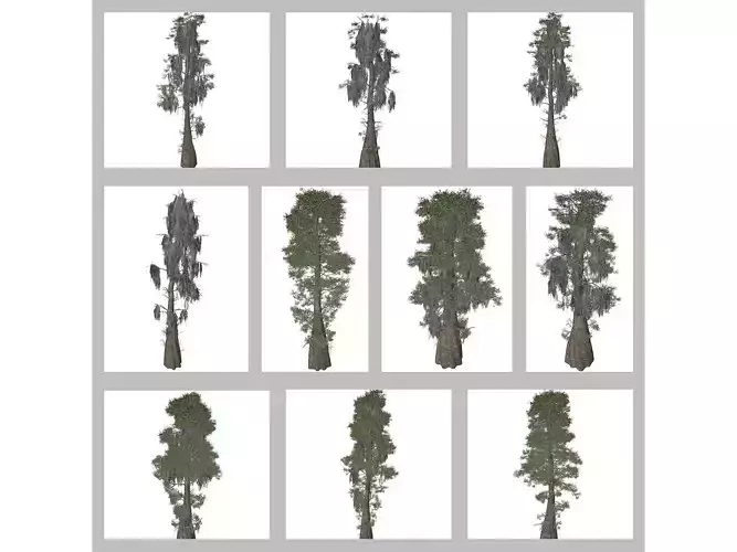 Bald Cypress Trees 3D Model Collection