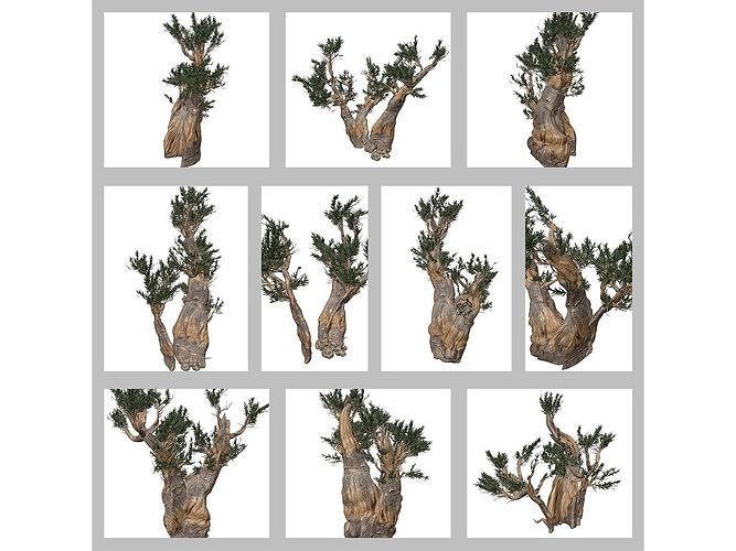 Bristlecone Pine Trees 3D Model Collection