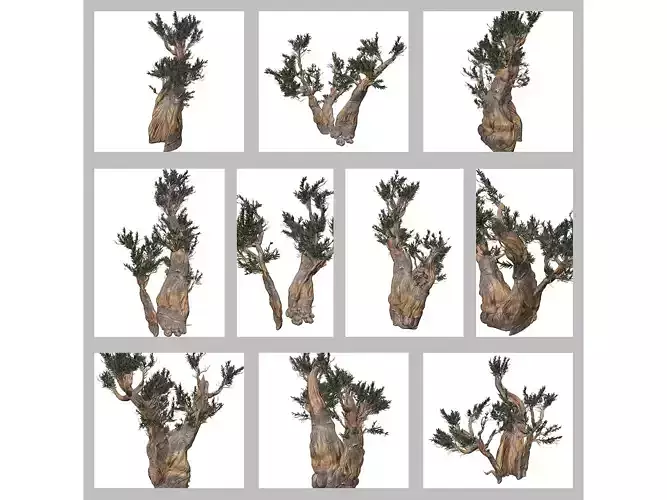 Bristlecone Pine Trees