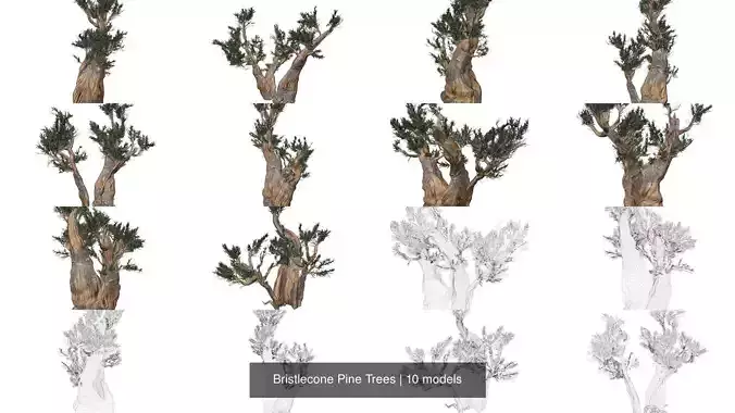 Bristlecone Pine Trees