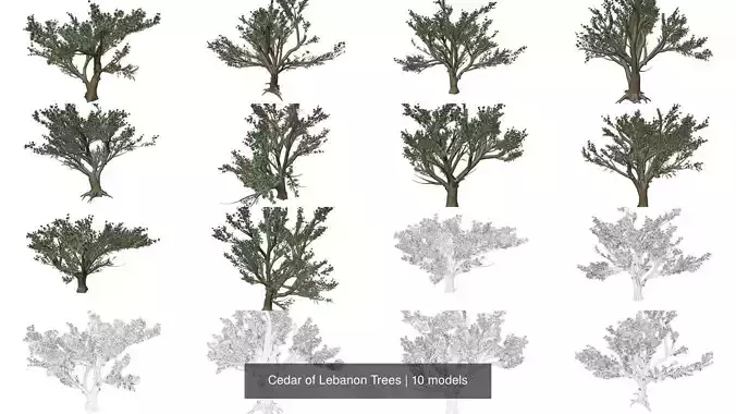 Cedar of Lebanon Trees