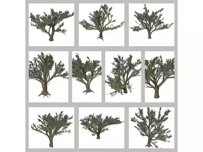 Cedar of Lebanon Trees 3D Model Collection