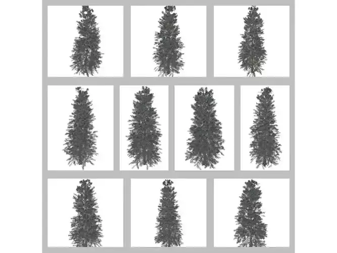 Colorado Blue Spruce Trees 3D Model Collection