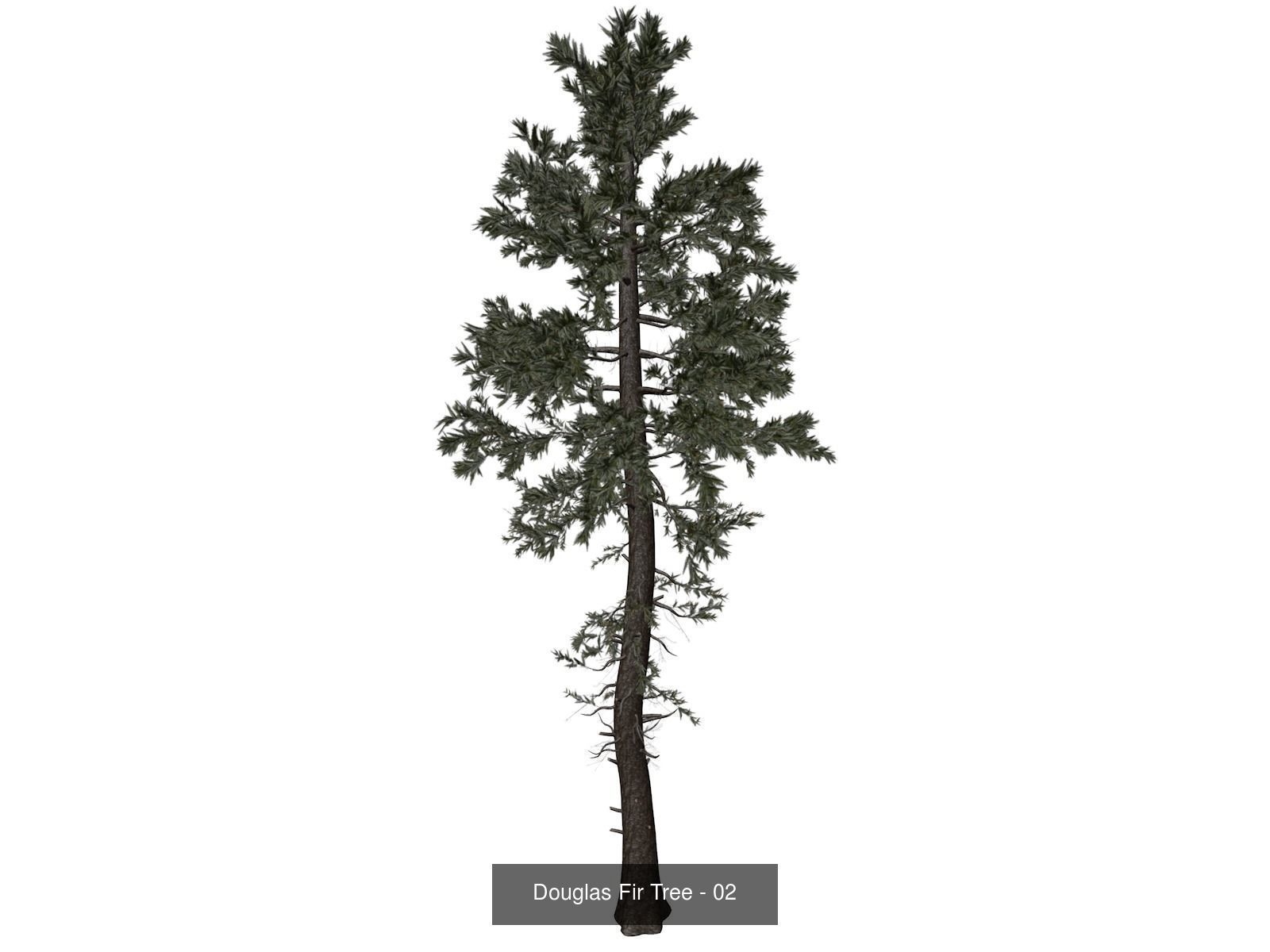 Douglas Fir Trees 3D Model Collection_3