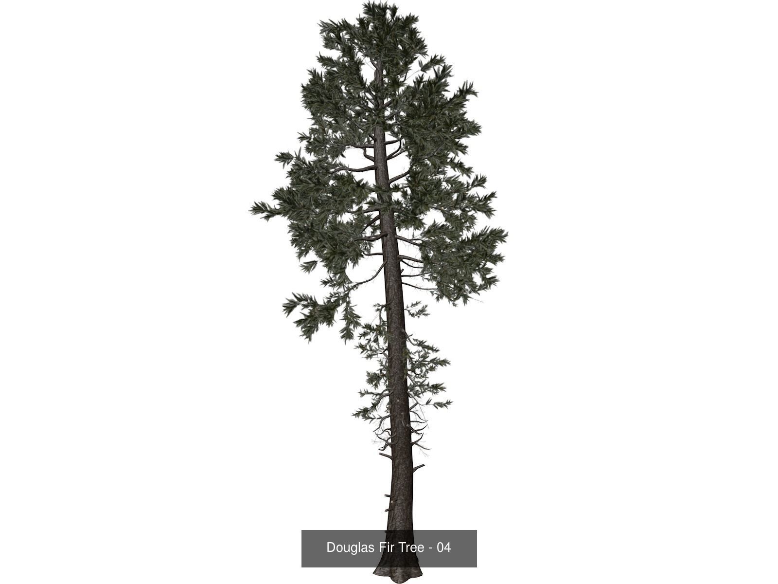 Douglas Fir Trees 3D Model Collection_5
