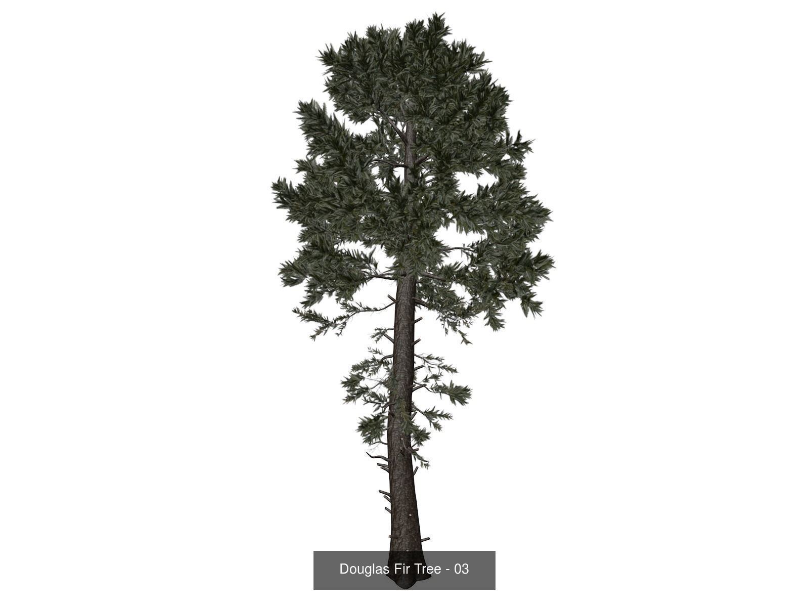 Douglas Fir Trees 3D Model Collection_4