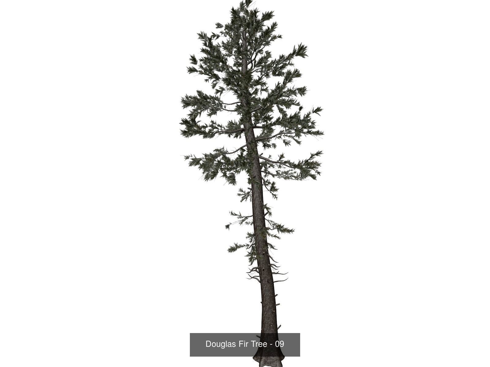 Douglas Fir Trees 3D Model Collection_10