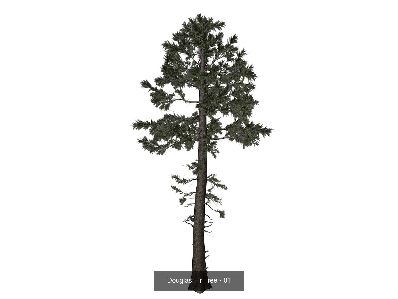 Douglas Fir Trees 3D Model Collection_2