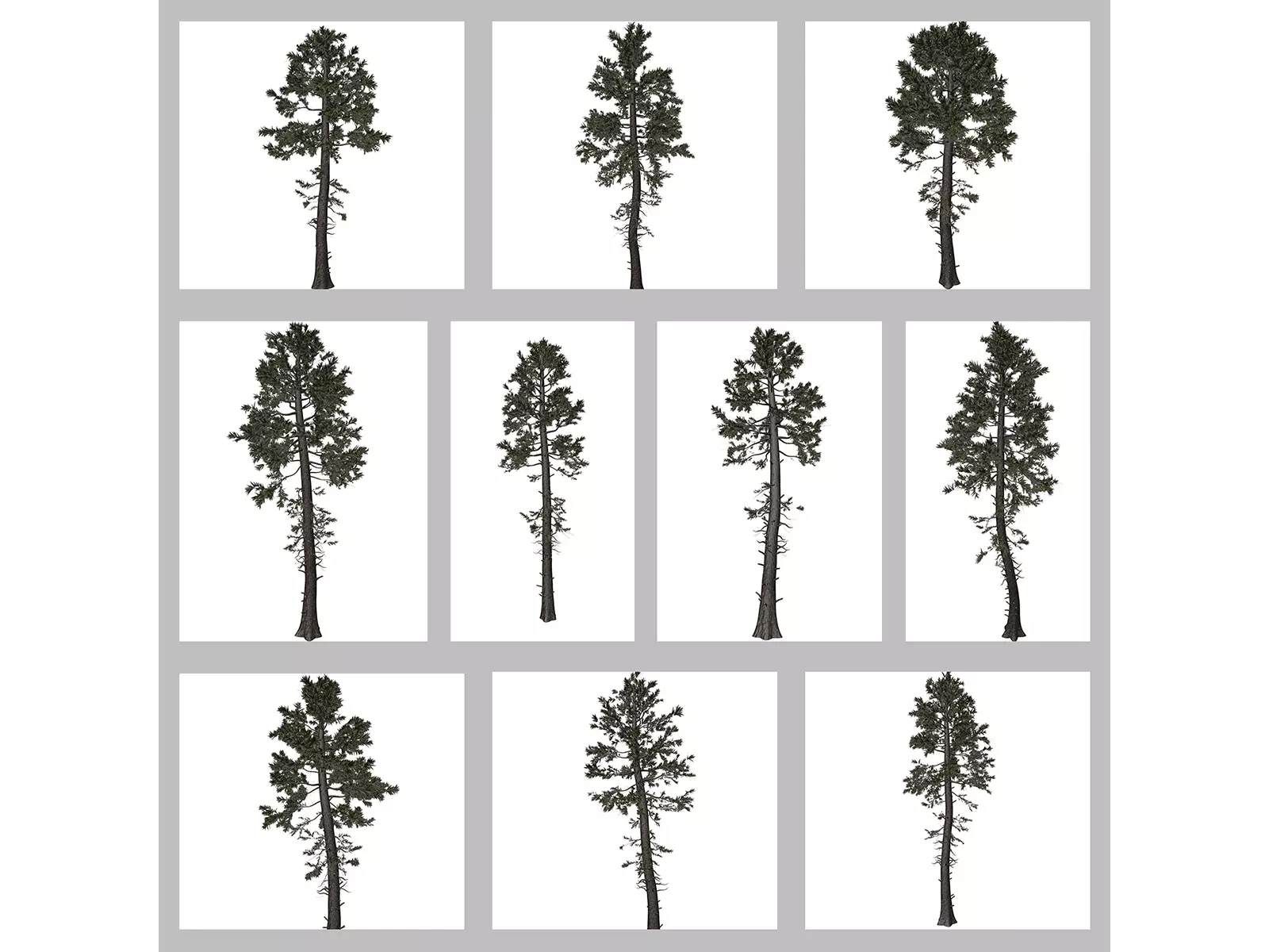 Douglas Fir Trees 3D Model Collection_0
