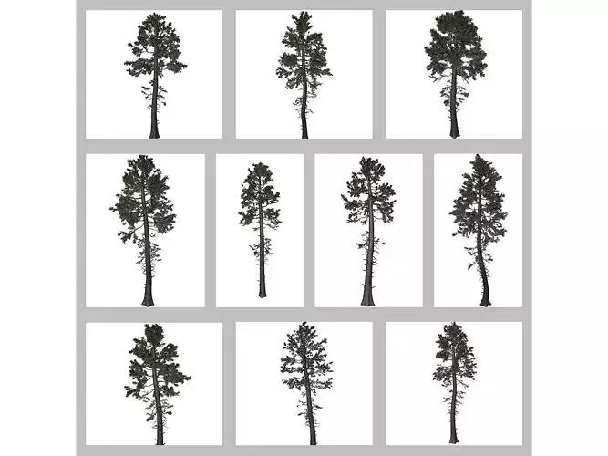 Douglas Fir Trees 3D Model Collection