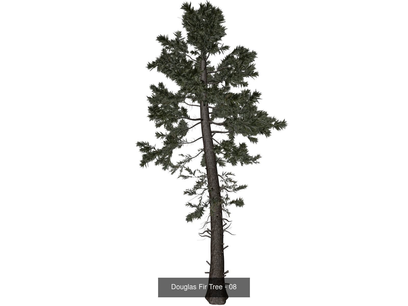 Douglas Fir Trees 3D Model Collection_9