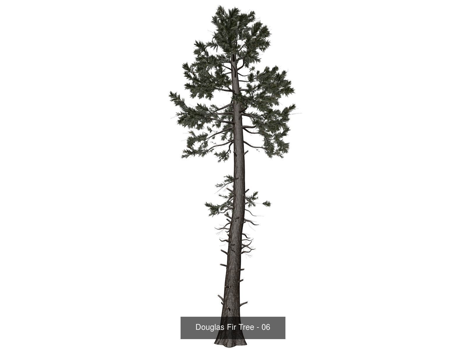 Douglas Fir Trees 3D Model Collection_7