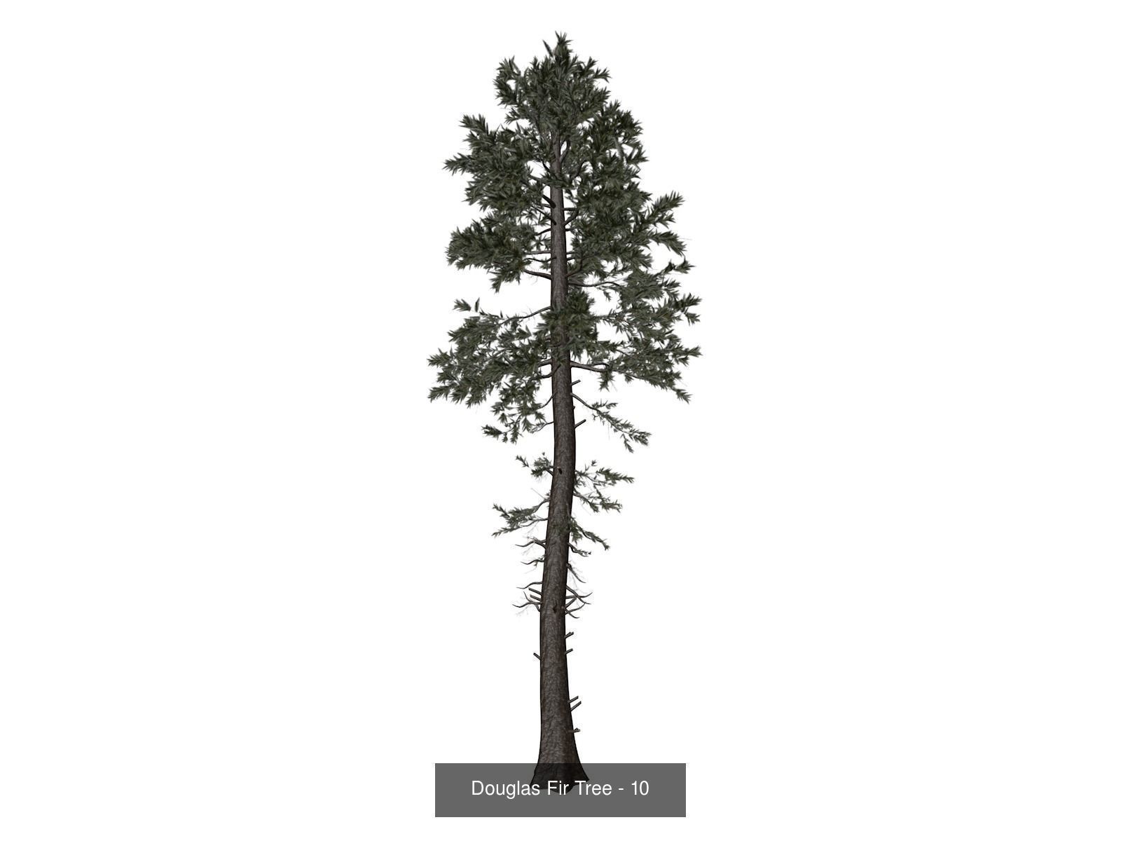 Douglas Fir Trees 3D Model Collection_11