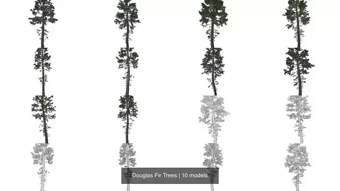 Douglas Fir Trees