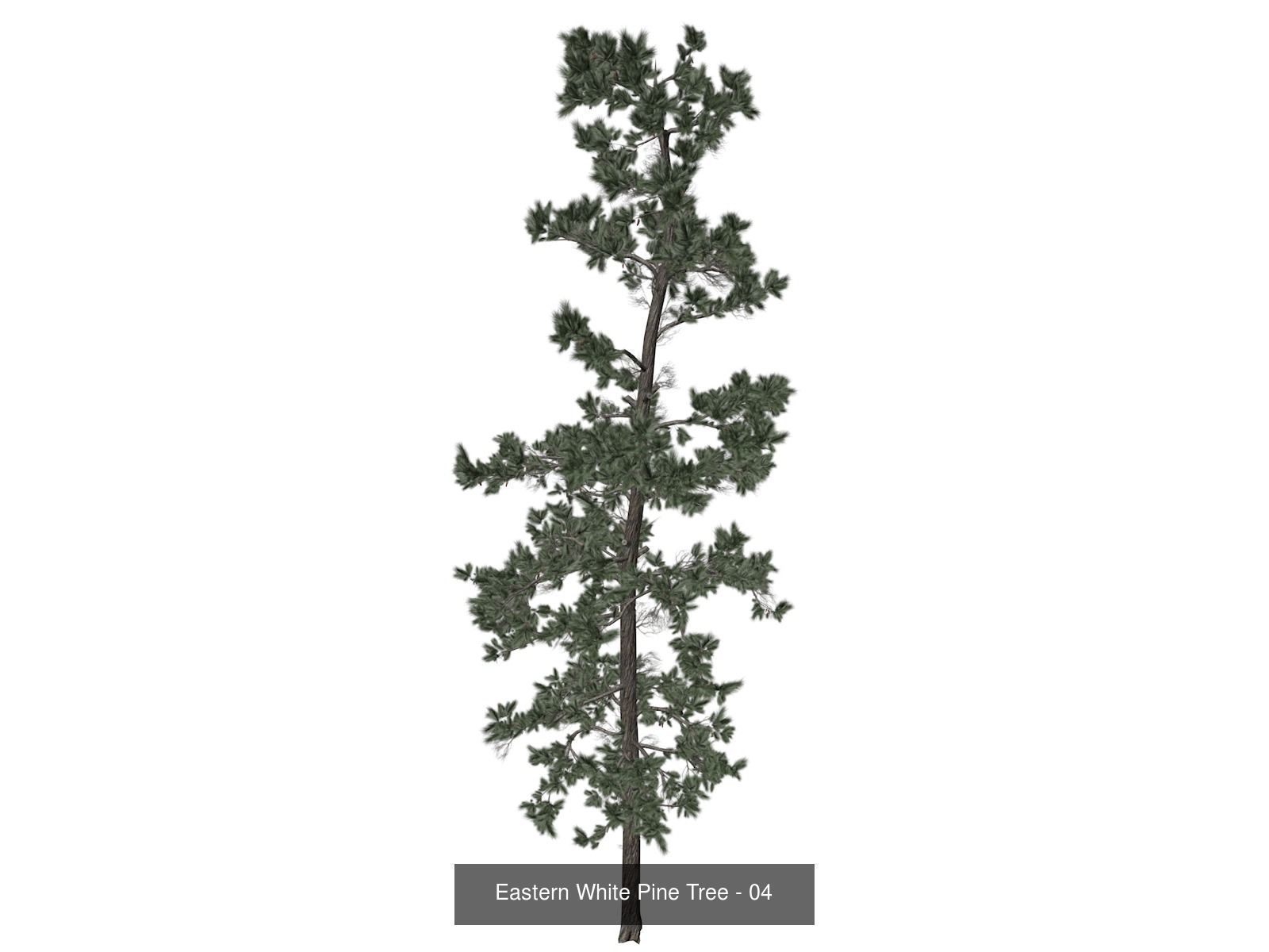 Eastern White Pine Trees 3D Model Collection_5