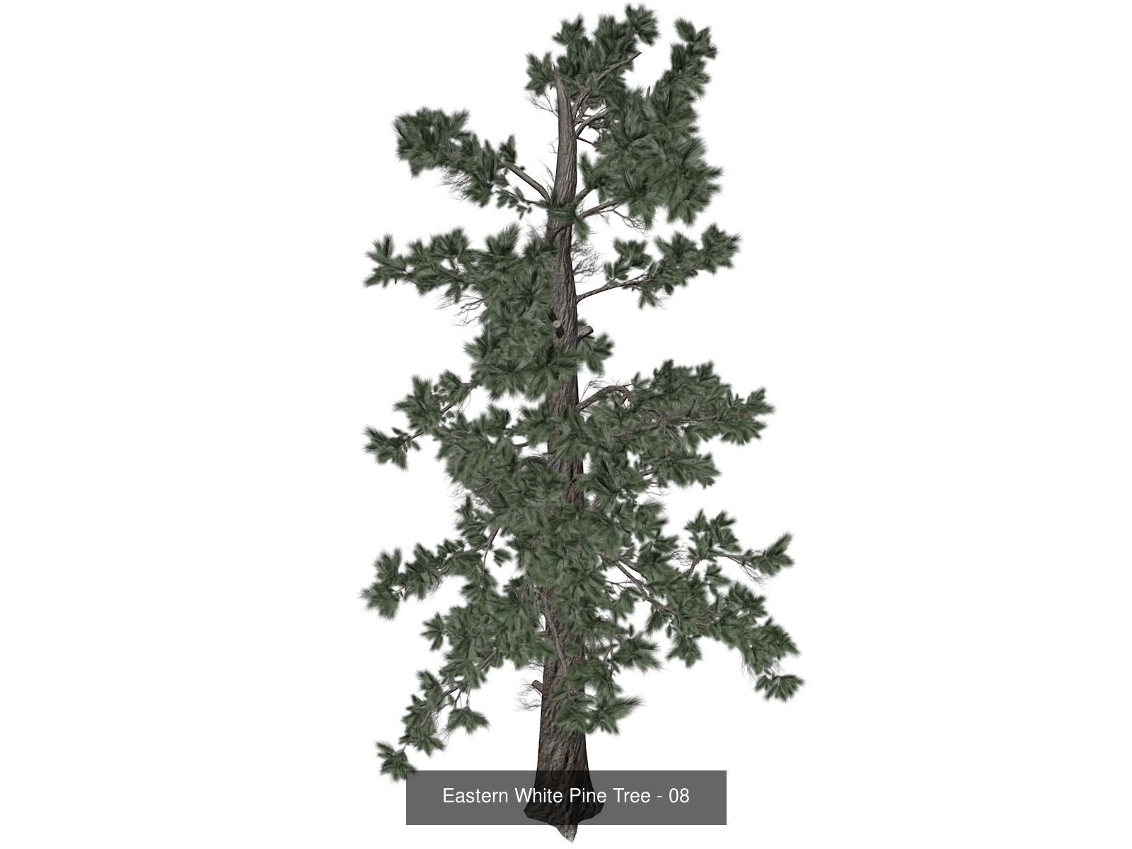 Eastern White Pine Trees 3D Model Collection_9