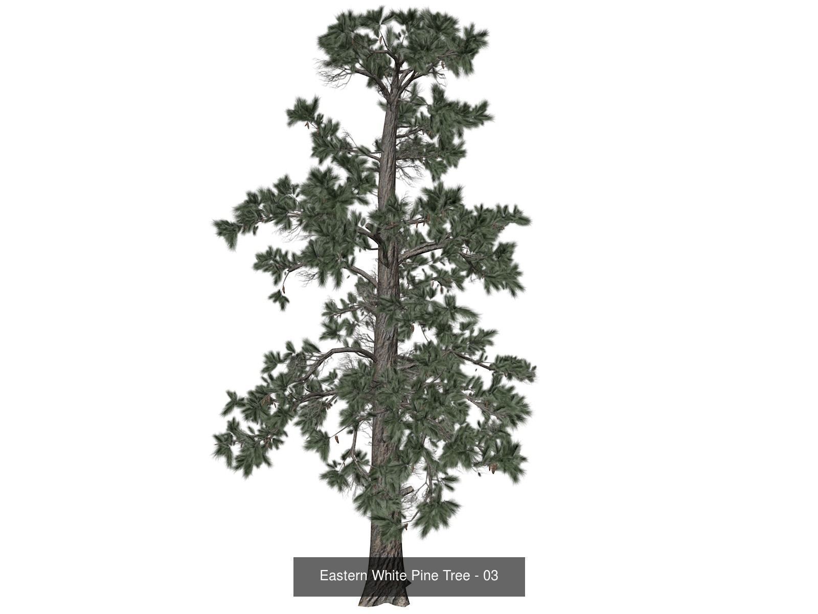 Eastern White Pine Trees 3D Model Collection_4
